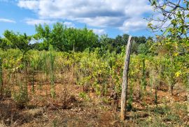 ISTRA, BARBAN - Zemljište s projektom zadnje u građevinskoj zoni, Barban, Terreno