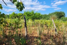 ISTRA, BARBAN - Zemljište s projektom zadnje u građevinskoj zoni, Barban, Terreno