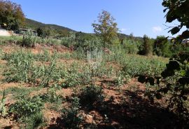 Građevinsko zemljište u okolici Motovuna!, Motovun, Terreno