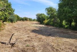 ISTRA, MARČANA - Građevinsko i poljoprivredno zemljište, Marčana, Terrain