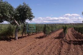 PRODAJA kuća sa bazenom Nadin, 339 m2, imanje 45922 m2, Benkovac, Famiglia