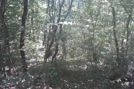 ISTRA, SVETVINČENAT - Poljoprivredno zemljište sa hrastovom šumom, Svetvinčenat, Terrain