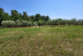 ISTRA, VIŠNJAN - Prostrano građevinsko zemljište, Višnjan, Terreno