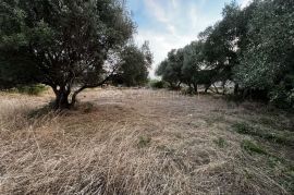 Prodajemo građevinsko zemljište u Pavićinima, Istra, Marčana, Tierra