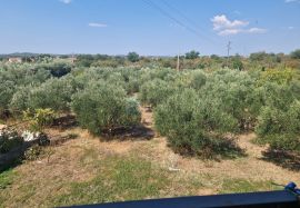 Kuća prodaja POLAČA 160 m2 na 2396 građevinske parcele, Polača, Famiglia