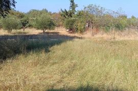 Građevinsko zemljište Prodaje se građevinsko zemljište, BUJE, 900 m2 sa pogledom na more, Buje, أرض