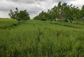 Poljoprivredno zemljište -Tenja, Osijek, Land