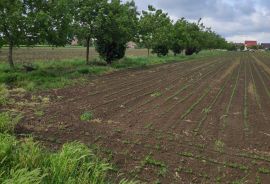 Poljoprivredno zemljište - Tenja, Osijek, Land