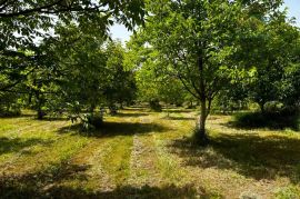 Nasad oraha s brvnarom - Ivanovac, Antunovac, Land