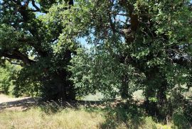 Istra, Buzet - građevinsko zemljište s pogledom na prirodu, Buzet, Tierra