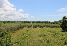 Istra - Poreč, građevinsko zemljište 500 m do mora T1 zona, Poreč, Land