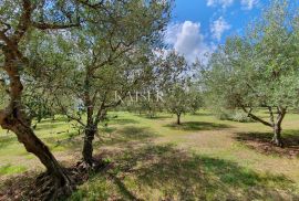 Istra - Poreč, poljoprivredno zemljište u zoni turističke gradnje, Poreč, Tierra