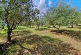 Istra - Poreč, poljoprivredno zemljište u zoni turističke gradnje, Poreč, Tierra