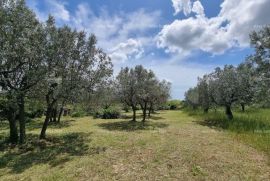 Građevinsko zemljište Prodaje se građevinsko zemljište, 647 m2, u Galižani, Vodnjan, أرض