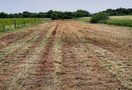 Građevinsko zemljište Prodaja građevinskog zemljišta, Muntić, Ližnjan, Land