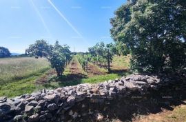 Poljoprivredno zemljište Prodaje se poljoprivredno zemljište, Barban, Barban, Land