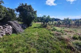 Poljoprivredno zemljište Prodaje se poljoprivredno zemljište, Barban, Barban, Land