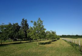 Voćnjak s bunarom i orasima-idealna prilika!, Križevci, Terra