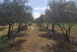 Prekrasno imanje u Marčani, Marčana, Terreno