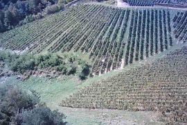 Vinograd na 30.526m² zemljišta u srcu Hrvatskog Zagorja!, Bedekovčina, أرض