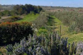 Vila s bazenom i velikim maslinikom, Crno - Zadar!, Zadar, Kuća