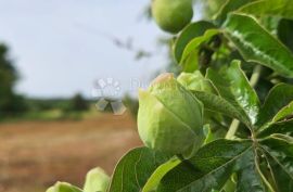 Građevinsko zemljište uz asfaltiranu cestu, Marčana, Terrain