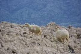 Prodaja Poljoprivrednog Zemljišta na Otoku Pagu, Povljana, Povljana, Γη