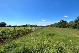 Poljoprivredno Zemljište u Muntiću: 1971 m², Ližnjan, Terra