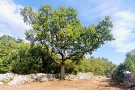 Prekrasan maslinik u  okolici Raklja, Marčana, Terrain