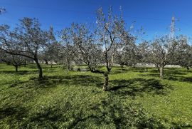 Lijep maslinik u Fažani, Fažana, Land