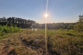 Teren za najam nedaleko centra Vižinade 9628 m2, Vižinada, Zemljište