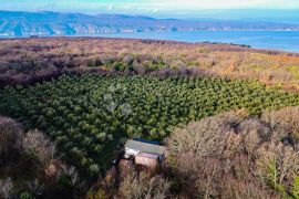 Otok Krk prekrasno imanje  maslinik sa kućom, Krk, Terreno