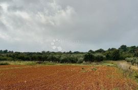 PROSTRANO POLJOPRIVREDNO ZEMLJIŠTE - PRVI RED DO MORA, Ližnjan, Land