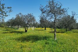 OAZA ZDRAVLJA I PRIRODE - MASLINIK U FAŽANI, Fažana, Terreno