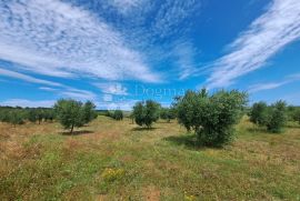 Poljoprivredno zemljište s velikim potencijalom, Medulin, Terra