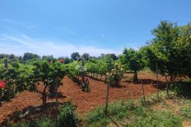 VOĆNJAK SA LEGAZINIRANIM OBJEKTIMA U BLIZNI MORA, Ližnjan, Land