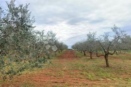 VIŽINADA – parcela na rubu sela okružena maslinicima, Vižinada, Tierra