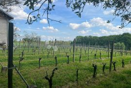 Vinograd sa vikendicom na odličnoj poziciji, Križevci, Land