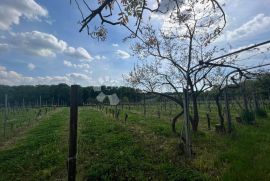 Vinograd sa vikendicom na odličnoj poziciji, Križevci, Arazi