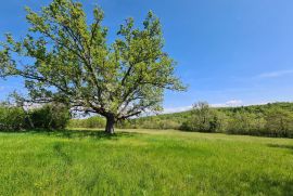 Momjan, okolica, prostrana pravilna parcela južne orjentacije, Buje, Terra