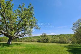 Momjan, okolica, prostrana pravilna parcela južne orjentacije, Buje, Terra