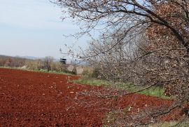 Kaštelir - prilika ! Iznimno poljoprivredno zemljište za OPG, Kaštelir-Labinci, Land