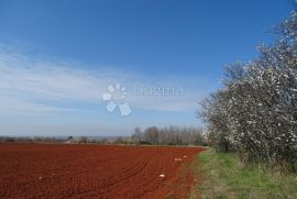 Kaštelir - prilika ! Iznimno poljoprivredno zemljište za OPG, Kaštelir-Labinci, Land