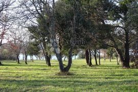 Tar - izniman teren za vile ili hotel, Poreč, Terra