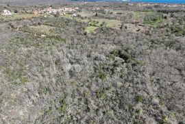 Šuma za sječu drva, Marčana, Terrain