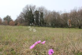 GRAĐEVINSKO ZEMLJIŠTE NA ATRAKTIVNOJ LOKACIJI, Vodnjan, Land