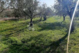 EKSLUZIVNO GRAĐEVINSKO ZEMLJIŠTE NA TOP LOKACIJI, Fažana, Γη