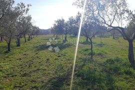 EKSLUZIVNO GRAĐEVINSKO ZEMLJIŠTE NA TOP LOKACIJI, Fažana, Land