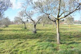 EKSLUZIVNO GRAĐEVINSKO ZEMLJIŠTE NA TOP LOKACIJI, Fažana, Land