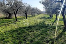 EKSLUZIVNO GRAĐEVINSKO ZEMLJIŠTE NA TOP LOKACIJI, Fažana, Land